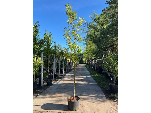 3x laurierkers, prunus 'novita', leigeschikt, wintergroen, ca. 3-3.5 m hoog - afbeelding 3 van  3