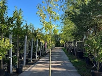 3x laurierkers, prunus 'novita', leigeschikt, wintergroen, ca. 3-3.5 m hoog - afbeelding 3 van  3