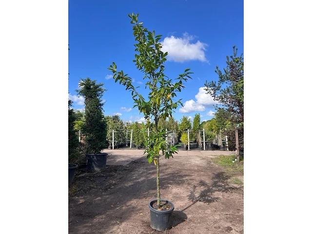 3x laurierkers, prunus 'novita', leigeschikt, wintergroen, ca. 3 m hoog - afbeelding 1 van  3