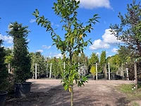 3x laurierkers, prunus 'novita', leigeschikt, wintergroen, ca. 3 m hoog