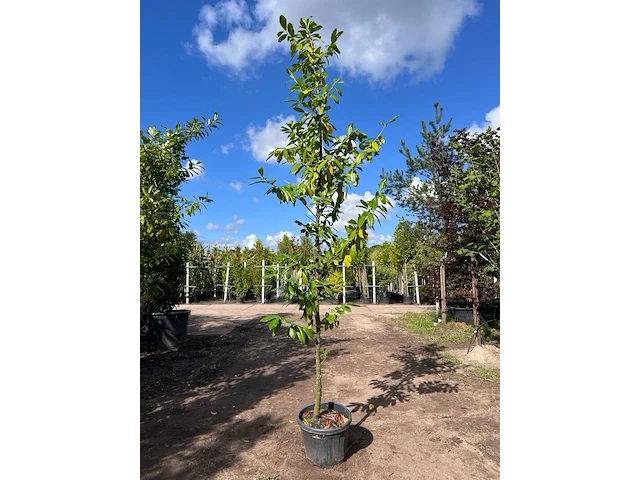 3x laurierkers, prunus 'novita', leigeschikt, wintergroen, ca. 3 m hoog - afbeelding 2 van  3
