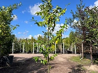 3x laurierkers, prunus 'novita', leigeschikt, wintergroen, ca. 3 m hoog - afbeelding 2 van  3