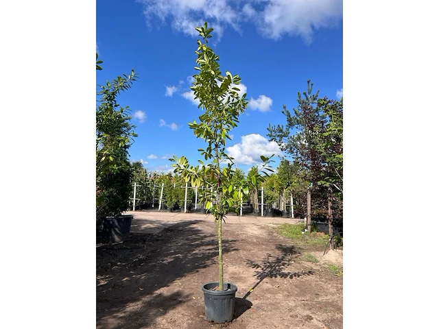 3x laurierkers, prunus 'novita', leigeschikt, wintergroen, ca. 3 m hoog - afbeelding 3 van  3