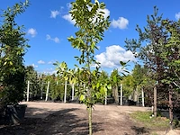3x laurierkers, prunus 'novita', leigeschikt, wintergroen, ca. 3 m hoog - afbeelding 3 van  3