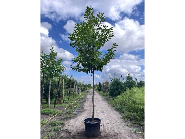 3x laurierkers, prunus 'novita', leigeschikt, wintergroen, ca. 4 m hoog - afbeelding 1 van  3