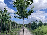 3x laurierkers, prunus 'novita', leigeschikt, wintergroen, ca. 4 m hoog