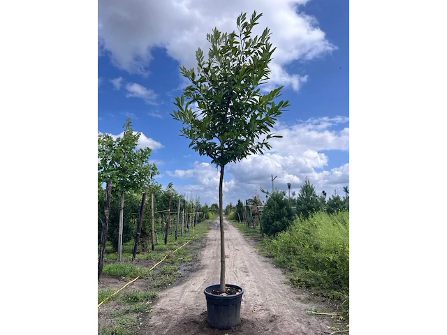 3x laurierkers, prunus 'novita', leigeschikt, wintergroen, ca. 4 m hoog - afbeelding 2 van  3