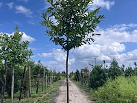3x laurierkers, prunus 'novita', leigeschikt, wintergroen, ca. 4 m hoog - afbeelding 2 van  3
