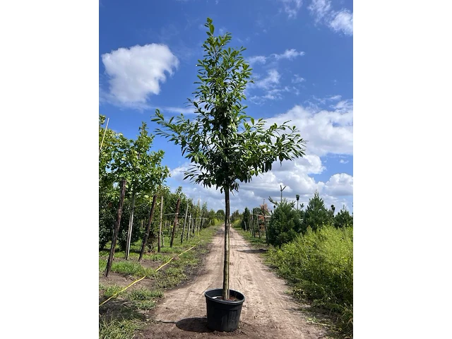 3x laurierkers, prunus 'novita', leigeschikt, wintergroen, ca. 4 m hoog - afbeelding 3 van  3