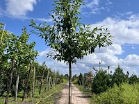 3x laurierkers, prunus 'novita', leigeschikt, wintergroen, ca. 4 m hoog - afbeelding 3 van  3