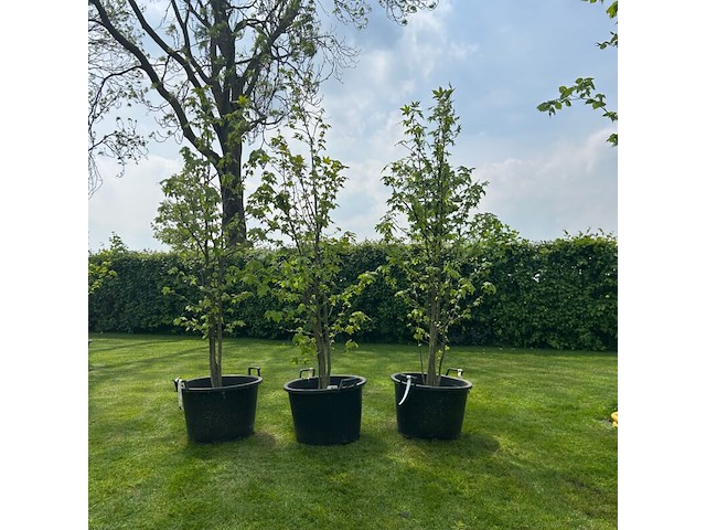 3x liquidambar styraciflua (amber boom) - afbeelding 1 van  2