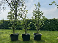 3x liquidambar styraciflua (amber boom) - afbeelding 1 van  2