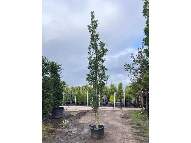 3x moeraseik, quercus green pillar, zuilboom, ca. 5 m hoog - afbeelding 1 van  3
