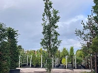 3x moeraseik, quercus green pillar, zuilboom, ca. 5 m hoog