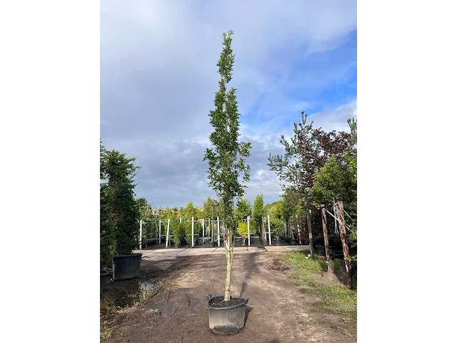 3x moeraseik, quercus green pillar, zuilboom, ca. 5 m hoog - afbeelding 2 van  3