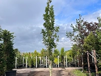 3x moeraseik, quercus green pillar, zuilboom, ca. 5 m hoog - afbeelding 2 van  3