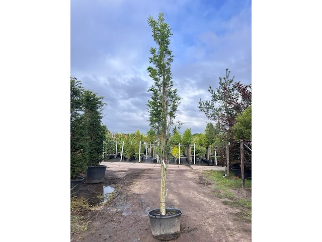 3x moeraseik, quercus green pillar, zuilboom, ca. 5 m hoog - afbeelding 3 van  3