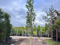 3x moeraseik, quercus green pillar, zuilboom, ca. 5 m hoog - afbeelding 3 van  3
