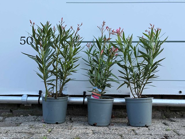 3x oleander rood - nerium oleander - hoogte ca. 40 cm - afbeelding 1 van  3