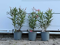 3x oleander rood - nerium oleander - hoogte ca. 40 cm - afbeelding 1 van  3