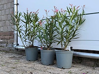 3x oleander rood - nerium oleander - hoogte ca. 40 cm - afbeelding 3 van  3