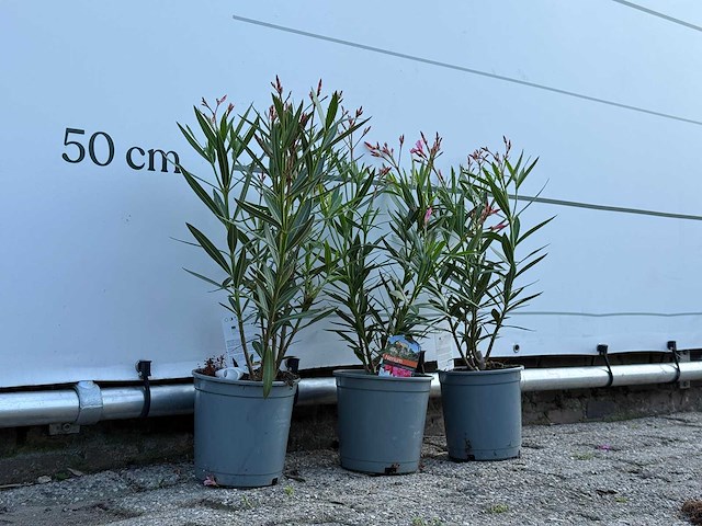 3x oleander rood - nerium oleander - hoogte ca. 50 cm - afbeelding 1 van  4