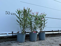 3x oleander rood - nerium oleander - hoogte ca. 50 cm - afbeelding 1 van  4