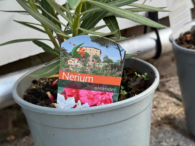 3x oleander rood - nerium oleander - hoogte ca. 50 cm - afbeelding 4 van  4