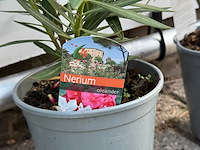 3x oleander rood - nerium oleander - hoogte ca. 50 cm - afbeelding 4 van  4