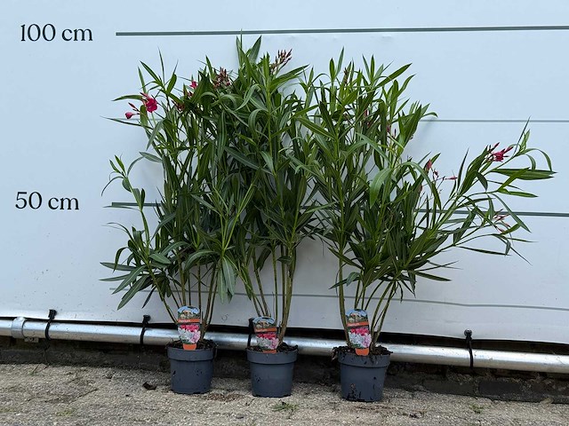 3x oleander rood - nerium oleander - hoogte ca. 90 cm - afbeelding 1 van  4