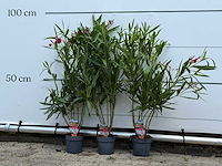 3x oleander rood - nerium oleander - hoogte ca. 90 cm - afbeelding 1 van  4