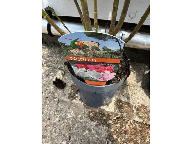 3x oleander rood - nerium oleander - hoogte ca. 90 cm - afbeelding 2 van  4