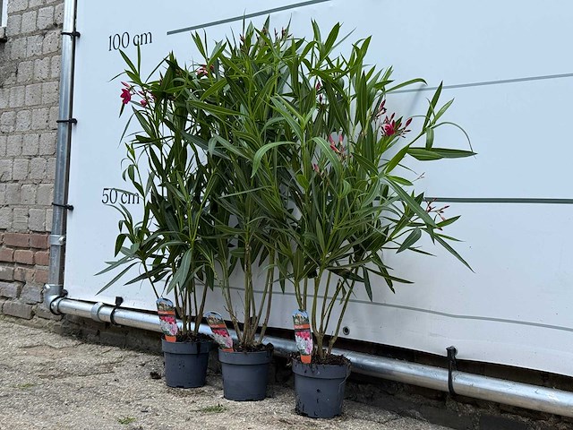 3x oleander rood - nerium oleander - hoogte ca. 90 cm - afbeelding 3 van  4