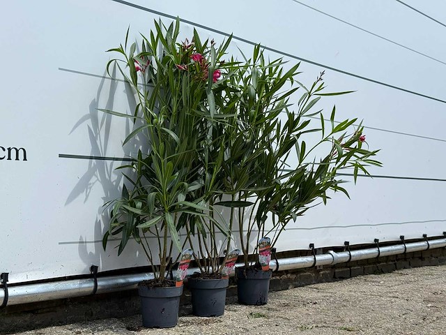 3x oleander rood - nerium oleander - hoogte ca. 90 cm - afbeelding 4 van  4