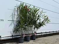3x oleander rood - nerium oleander - hoogte ca. 90 cm - afbeelding 4 van  4