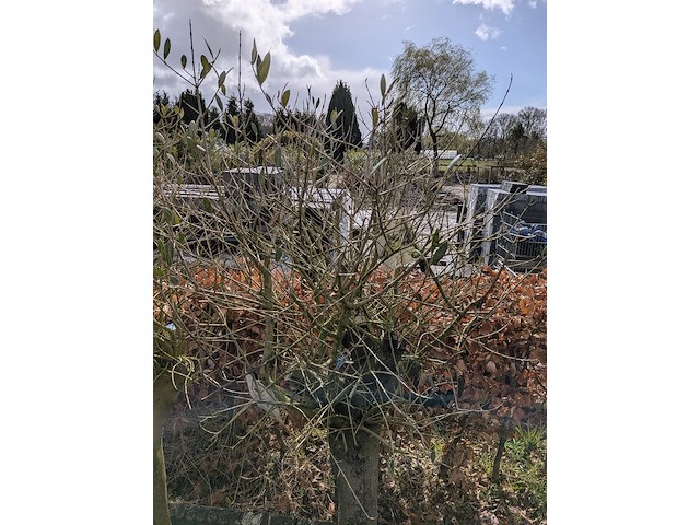 3x olijfboom in pot olea europea - afbeelding 2 van  11