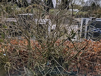 3x olijfboom in pot olea europea - afbeelding 2 van  11