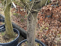 3x olijfboom in pot olea europea - afbeelding 3 van  11