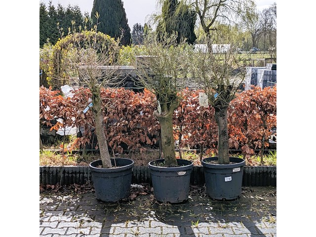 3x olijfboom in pot olea europea - afbeelding 1 van  11