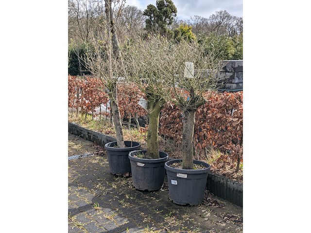 3x olijfboom in pot olea europea - afbeelding 4 van  11