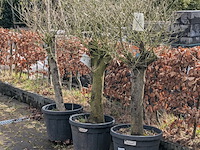 3x olijfboom in pot olea europea - afbeelding 4 van  11