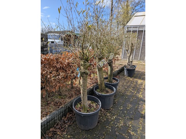 3x olijfboom in pot olea europea - afbeelding 5 van  11