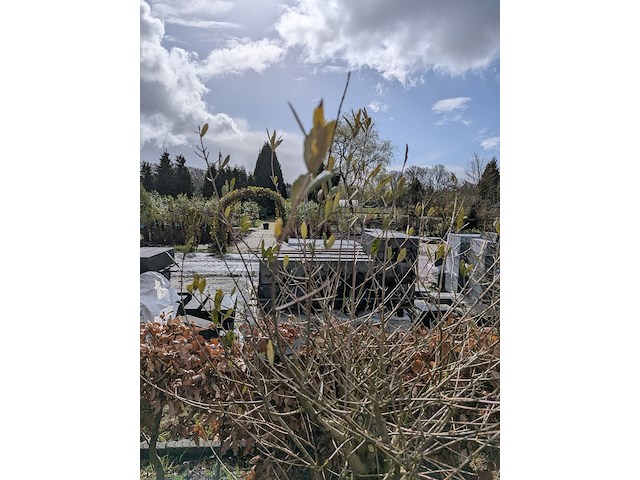 3x olijfboom in pot olea europea - afbeelding 6 van  11