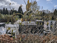 3x olijfboom in pot olea europea - afbeelding 6 van  11