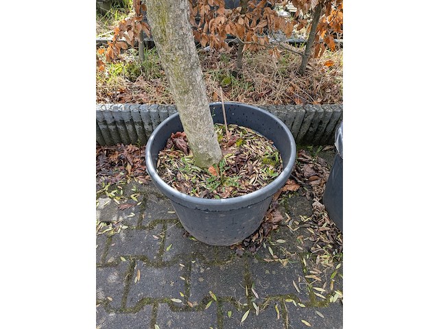 3x olijfboom in pot olea europea - afbeelding 7 van  11