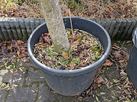 3x olijfboom in pot olea europea - afbeelding 7 van  11