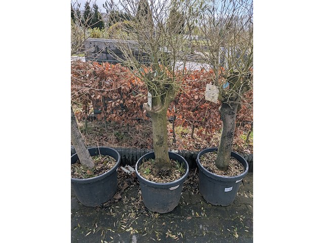 3x olijfboom in pot olea europea - afbeelding 8 van  11