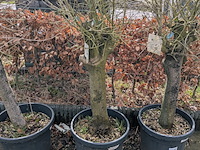 3x olijfboom in pot olea europea - afbeelding 8 van  11