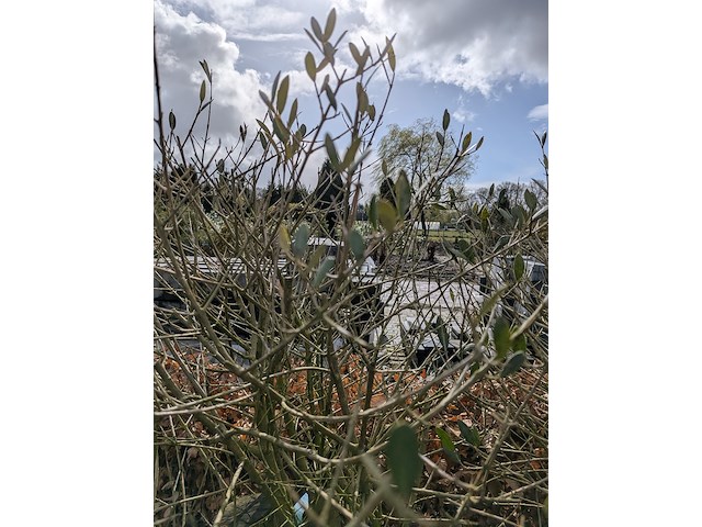 3x olijfboom in pot olea europea - afbeelding 9 van  11