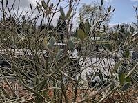 3x olijfboom in pot olea europea - afbeelding 9 van  11